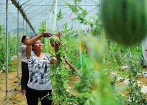 改革開放四十年 漢中工農(nóng)業(yè)生產(chǎn)實現(xiàn)跨越式發(fā)展