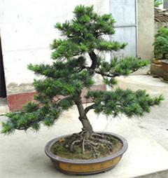 專業綠意，悅享空間 深圳電視臺攜手指定園藝公司打造高品質室內植物租擺與養護服務